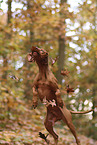 Magyar Vizsla in autumn