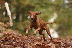 Magyar Vizsla in autumn