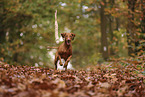 Magyar Vizsla in autumn