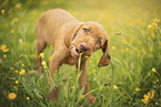 wirehaired Magyar Vizsla