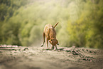 Magyar Vizsla