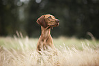 Magyar Vizsla