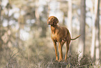 Magyar Vizsla