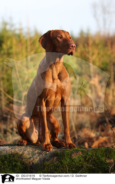 shorthaired Magyar Vizsla / DG-01816