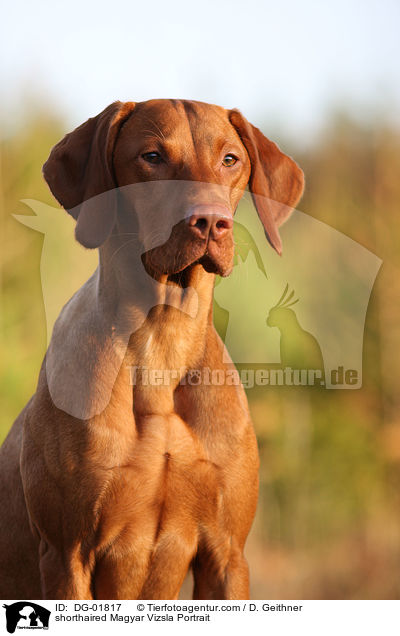 shorthaired Magyar Vizsla Portrait / DG-01817