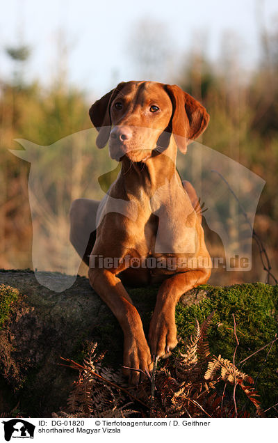 kurzhaariger Magyar Vizsla / shorthaired Magyar Vizsla / DG-01820