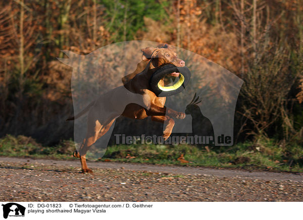 spielender kurzhaariger Magyar Vizsla / playing shorthaired Magyar Vizsla / DG-01823