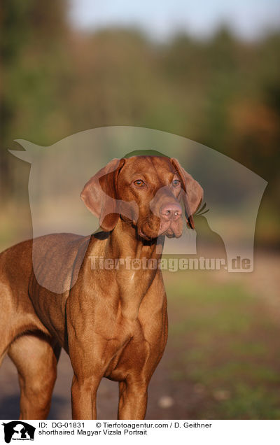 kurzhaariger Magyar Vizsla Portrait / shorthaired Magyar Vizsla Portrait / DG-01831