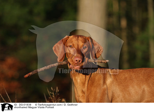 kurzhaariger Magyar Vizsla Portrait / shorthaired Magyar Vizsla Portrait / DG-01838