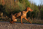 shorthaired Magyar Vizsla