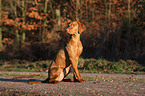 shorthaired Magyar Vizsla