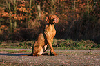 shorthaired Magyar Vizsla