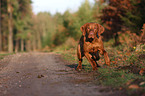 running shorthaired Magyar Vizsla