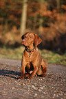 shorthaired Magyar Vizsla