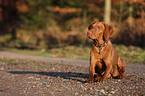 shorthaired Magyar Vizsla