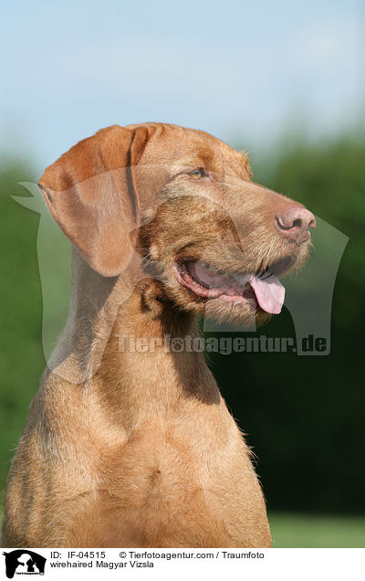 wirehaired Magyar Vizsla / IF-04515