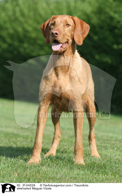 Drahthaarvizsla auf Wiese / wirehaired Magyar Vizsla / IF-04526