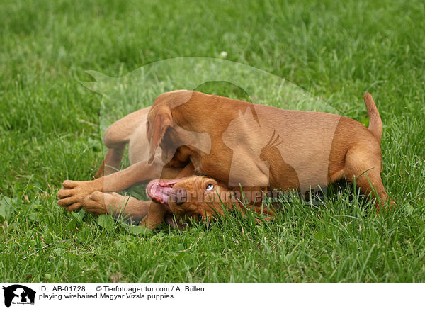 playing wirehaired Magyar Vizsla puppies / AB-01728