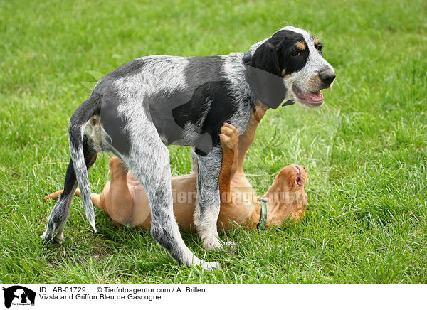 Vizsla und Griffon Bleu de Gascogne / Vizsla and Griffon Bleu de Gascogne / AB-01729