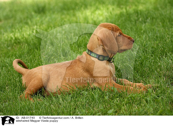Drahthaarvizsla Welpe / wirehaired Magyar Vizsla puppy / AB-01740