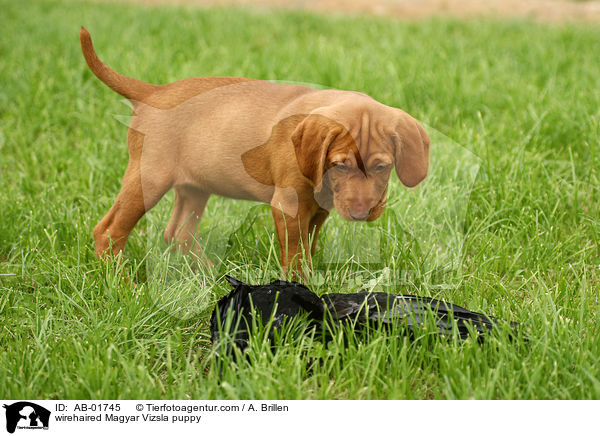 Drahthaarvizsla Welpe / wirehaired Magyar Vizsla puppy / AB-01745