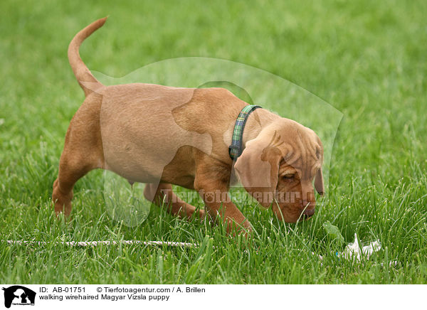 walking wirehaired Magyar Vizsla puppy / AB-01751