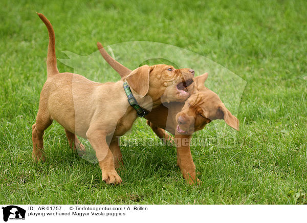 spielende Drahthaarvizsla Welpen / playing wirehaired Magyar Vizsla puppies / AB-01757