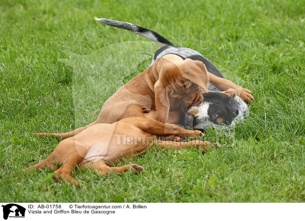 Vizsla und Griffon Bleu de Gascogne / Vizsla and Griffon Bleu de Gascogne / AB-01758