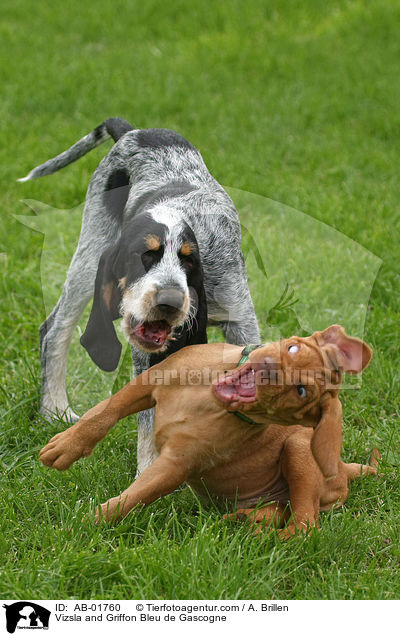 Vizsla und Griffon Bleu de Gascogne / Vizsla and Griffon Bleu de Gascogne / AB-01760