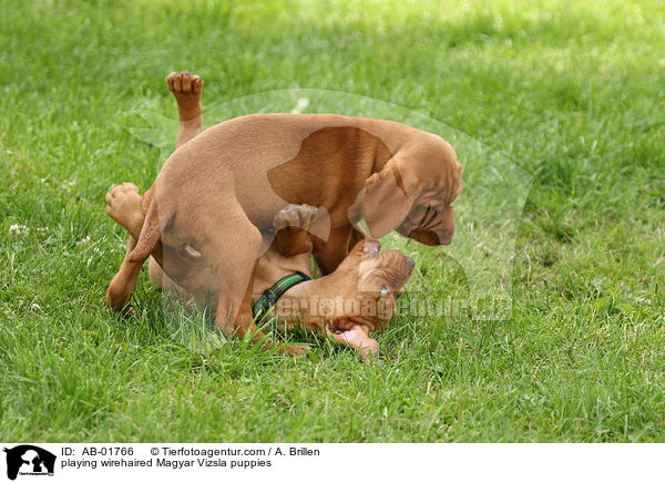 playing wirehaired Magyar Vizsla puppies / AB-01766