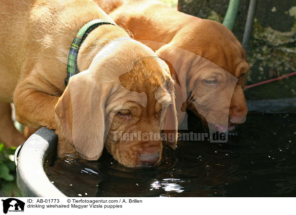 trinkende Drahthaarvizsla Welpen / drinking wirehaired Magyar Vizsla puppies / AB-01773