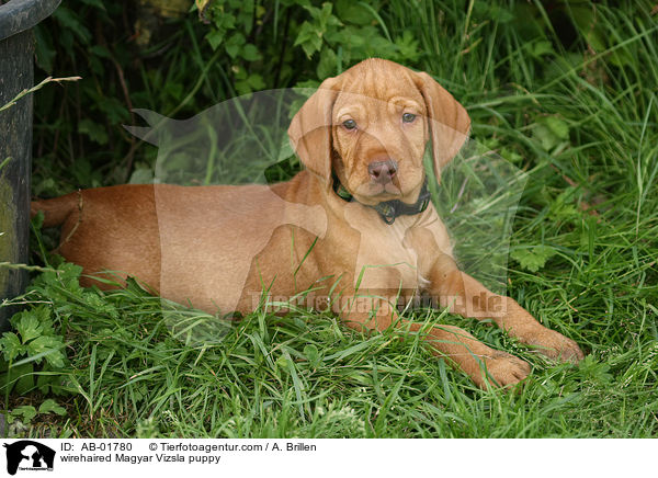 Drahthaarvizsla Welpe / wirehaired Magyar Vizsla puppy / AB-01780