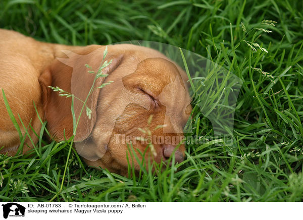 schlafender Drahthaarvizsla Welpe / sleeping wirehaired Magyar Vizsla puppy / AB-01783