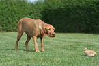 wirehaired Magyar Vizsla