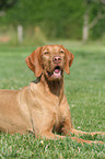 wirehaired Magyar Vizsla