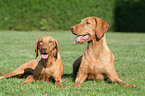 wirehaired Magyar Vizslas