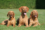 wirehaired Magyar Vizslas