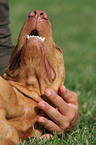 wirehaired Magyar Vizsla