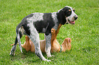 Vizsla and Griffon Bleu de Gascogne