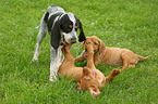 Vizsla and Griffon Bleu de Gascogne