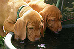 drinking wirehaired Magyar Vizsla puppies