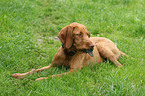 wirehaired Magyar Vizsla