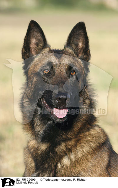 Malinois Portrait / Malinois Portrait / RR-05699