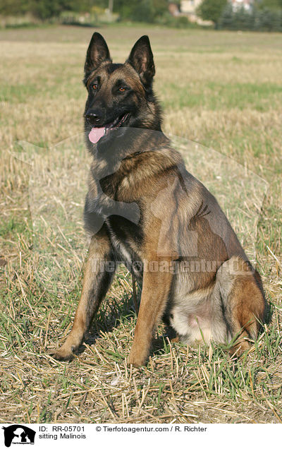sitzender / sitting Malinois / RR-05701