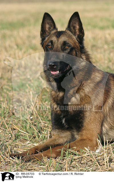 liegender / lying Malinois / RR-05703