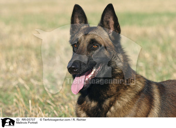 Malinois Portrait / Malinois Portrait / RR-05707