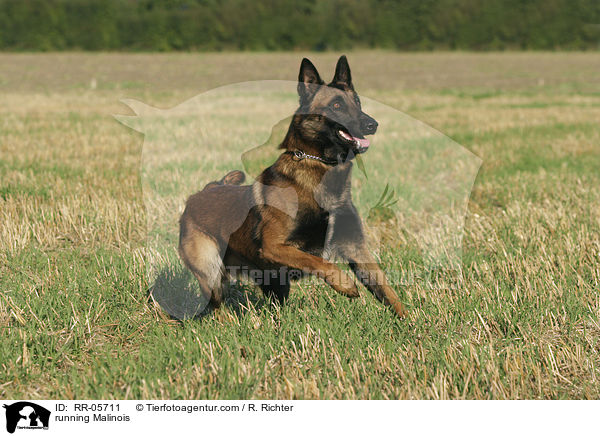 rennender / running Malinois / RR-05711
