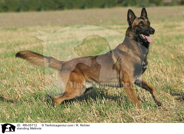 stehender / standing Malinois / RR-05712