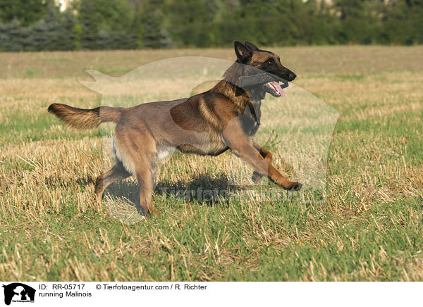 rennender / running Malinois / RR-05717