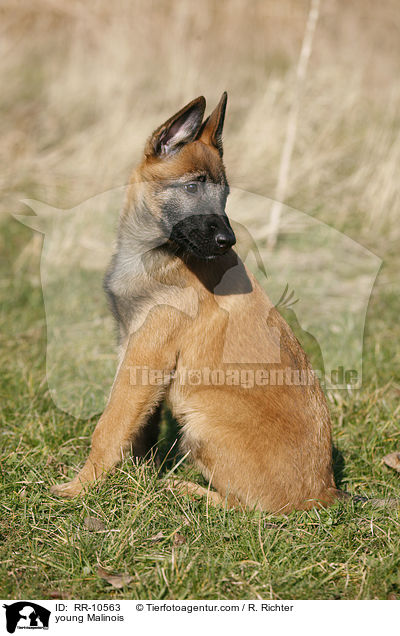 junger Malinois / young Malinois / RR-10563
